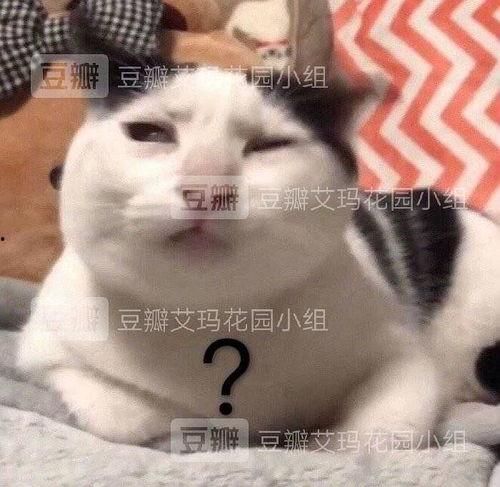 忘了那个她表情包,回忆与释怀的瞬间